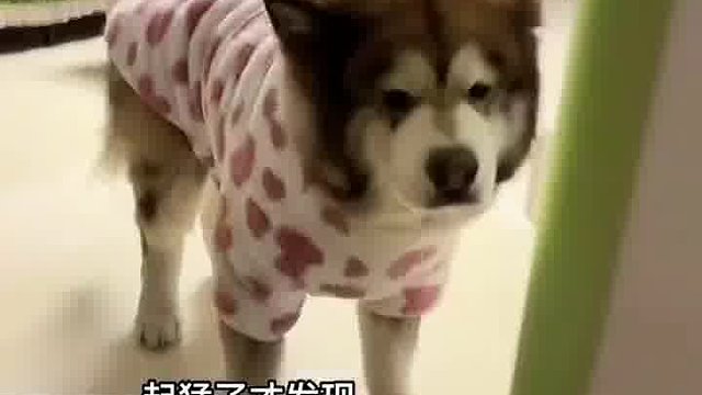 你要是天天早上能起得来，阿姨能把给你订的牛奶喂狗？  -