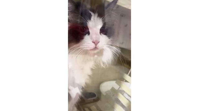 这种猫咪一看就是妹妹呀