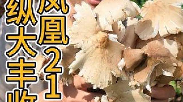 凤凰二十一 葛根山药难饱腹，鸡纵丰收味道美