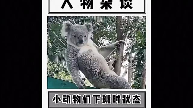 #不敢骗你养小狗 #小猪 #动物成精