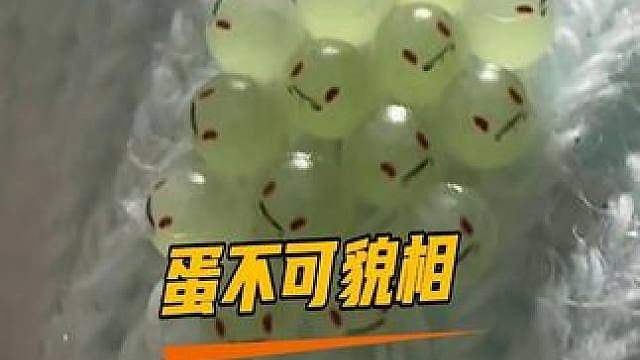 这个虫卵长得也太有迷惑性了