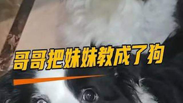 第一次在狗身上看到这么明显的睿智和傻白甜