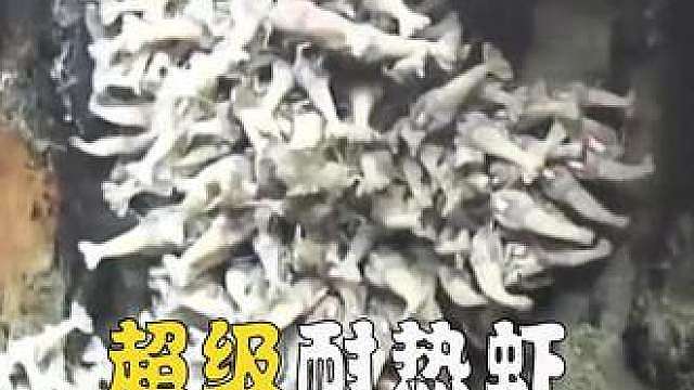 这是世界上最耐热的虾
