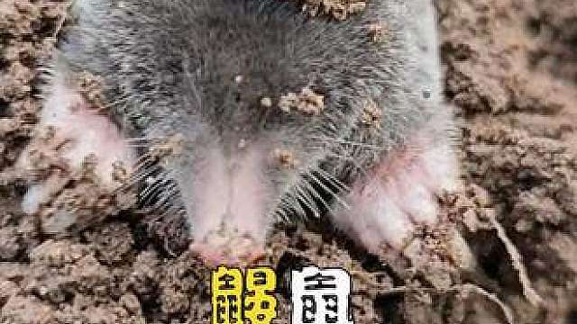 鼹鼠远比你想象中害怕阳光