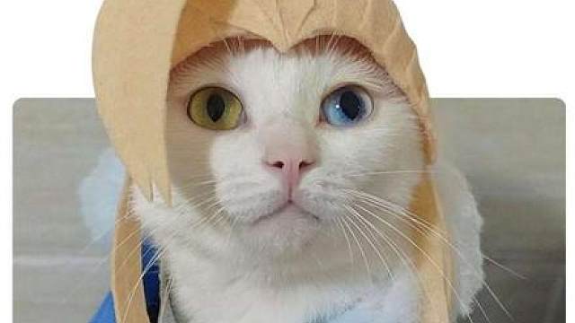 猎枭咪：我是猎人，你无处可逃！