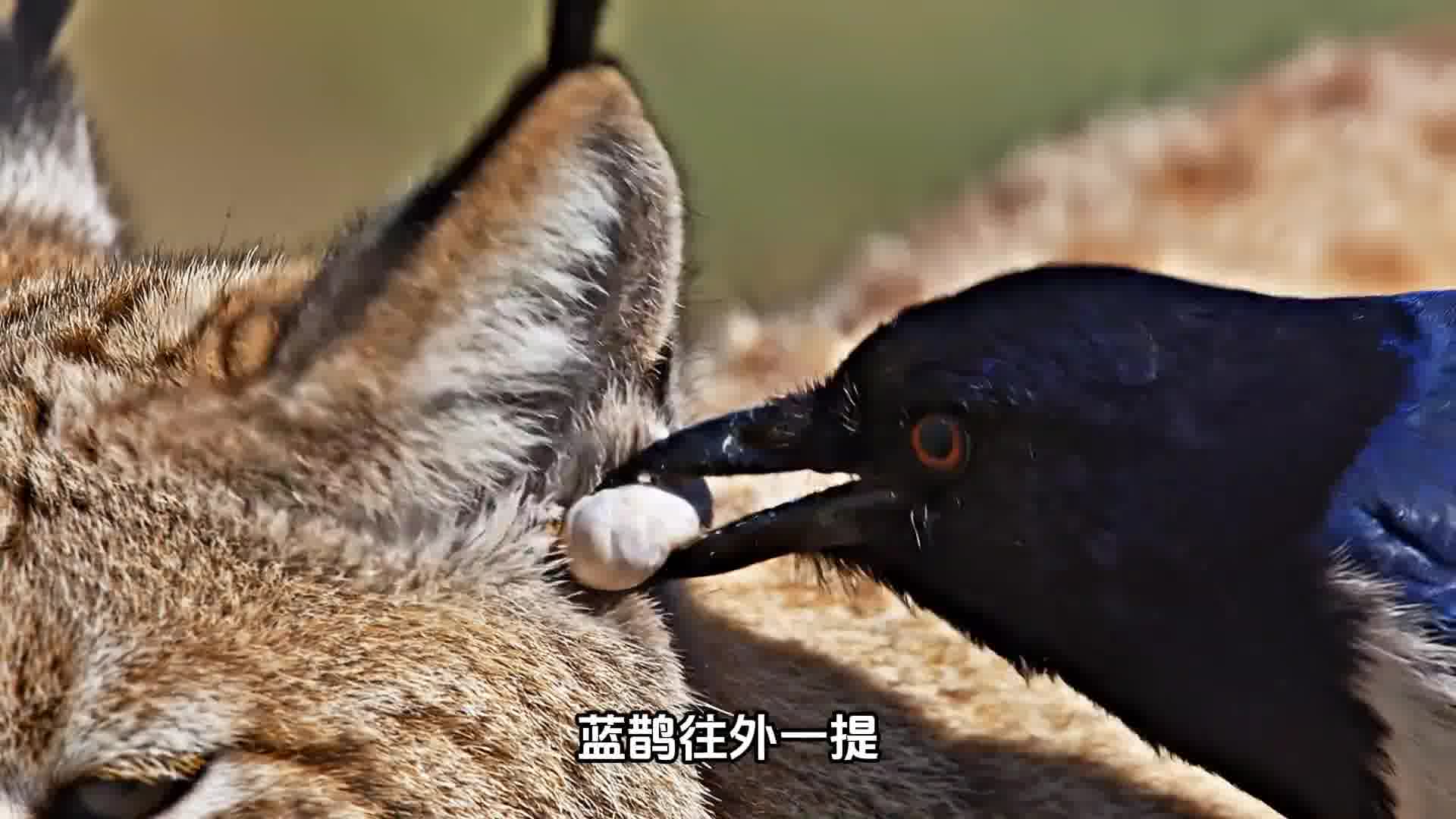 这只大猫真酷啊