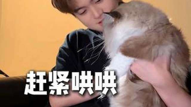 氛围感的背后全是猫毛！