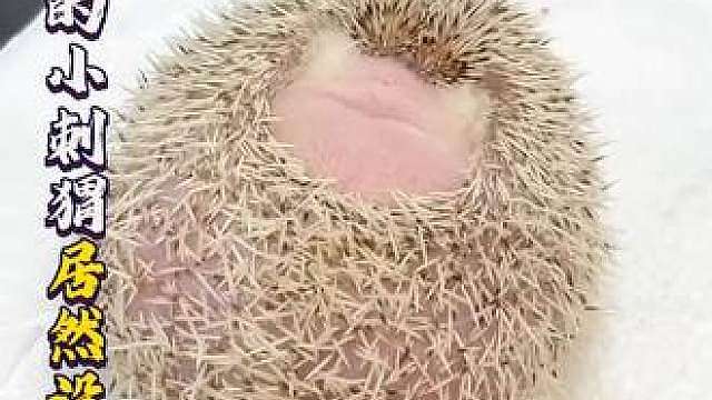 刺猬妈妈生娃会被扎吗？刚出生的小刺猬居然没有硬刺