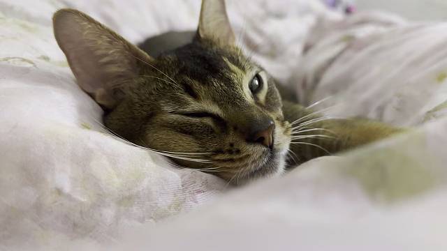 小猫帽