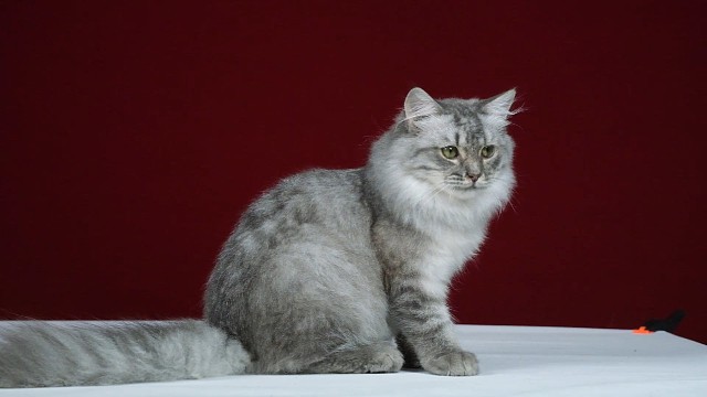 西伯利亚森林猫 蓝虎斑妹妹 找家长啦