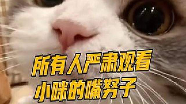我将严肃观察我家小猫的嘴努子