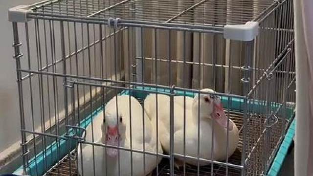两只鸭鸭晚上偷偷吃东西