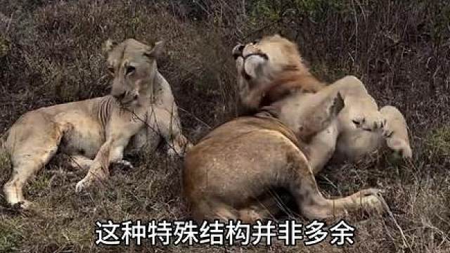 “雄狮”的小秘密，快喊兄弟来听