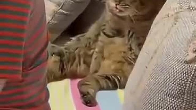 养了只猫，不想养了，有人要吗？