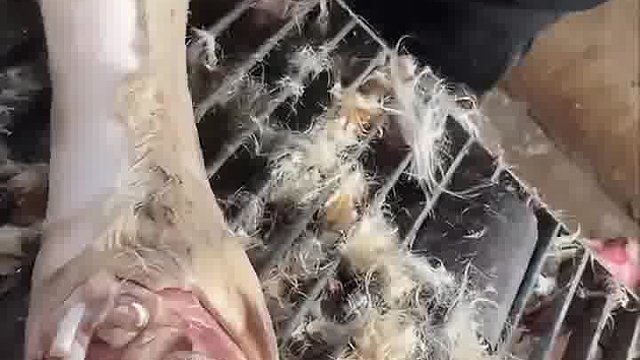 牛的醋你也吃