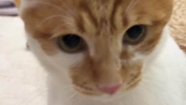 小猫为什么一摁就响？ 真的会忍不住一直戳戳小o，因为咪每戳都有回应