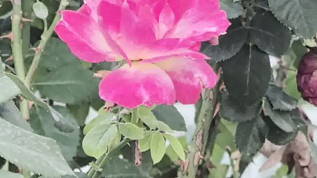 迎风招展风姿