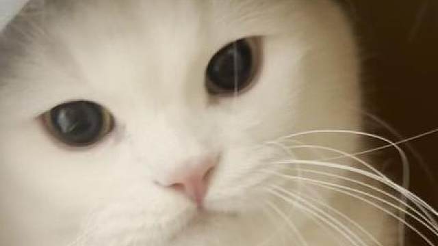 奶油：你还敢拿手指我？？？