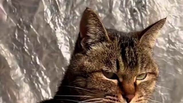 猫界战斗力的天花板狸花猫