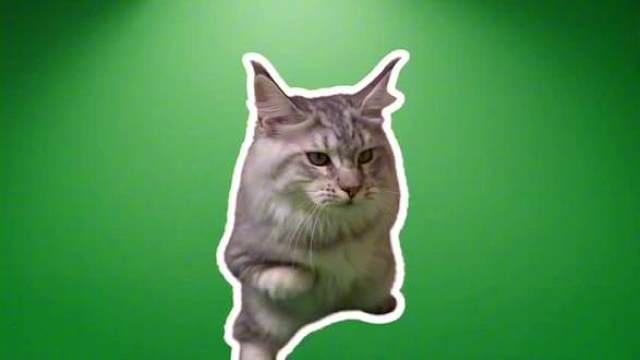 胆子肥嘟嘟猫也肥嘟嘟
