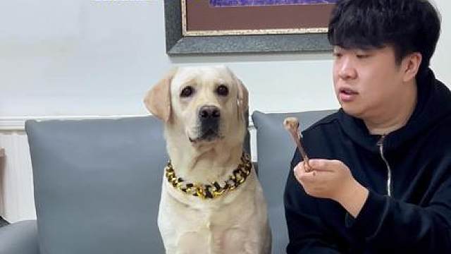 狗子：走个路怎么连吃带拿的呢？！