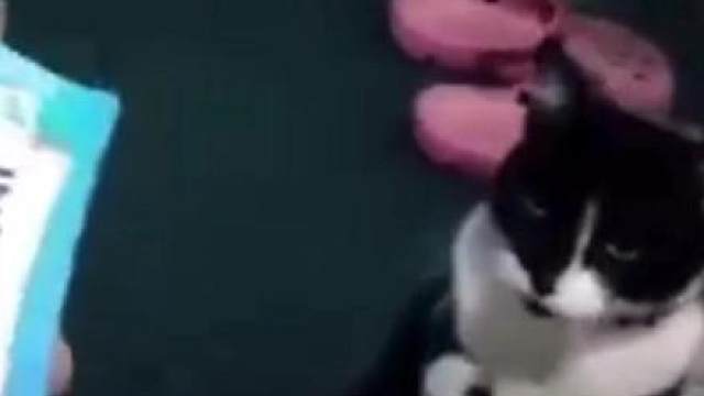 猫咪的迷惑行为