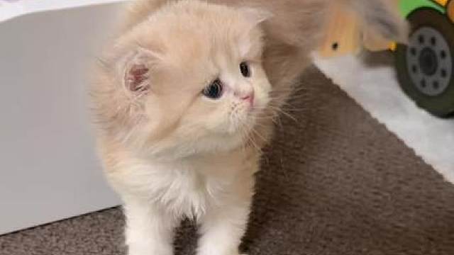小奶猫学会越狱了，蹦蹦跳跳的太可爱了！
