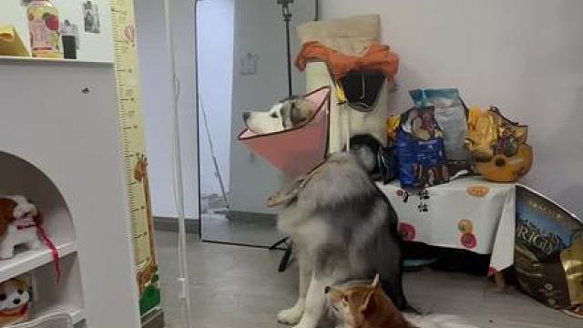 亲身经历！千万不要给狗吃菌子.....