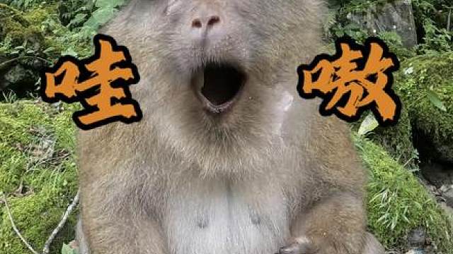 野生猴子的一天。 我已经有小一个月没有见猴哥了，视频是出门前拍的，因太忙一直没有时间剪辑。最近有空了，尽量抽时间去看看他！