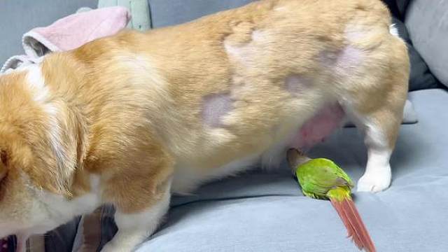 美食的诱惑