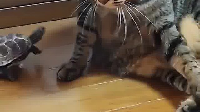 龟：我现在强的可怕 直视我