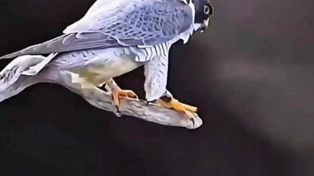 猛禽界的“空中杀手”！被游隼盯上的猎物，真的插翅难飞？