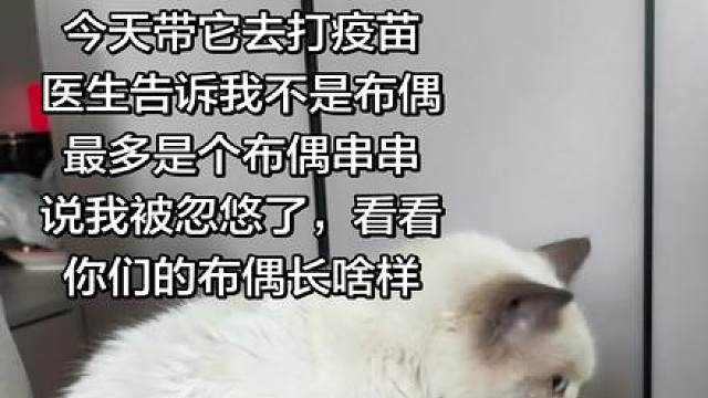 医生说我被忽悠了，看看你们的布偶猫长啥样