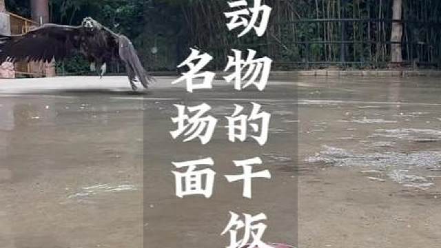 神奇动物吃货图鉴