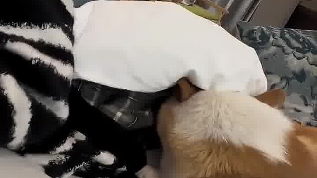 也不知道是啥癖好