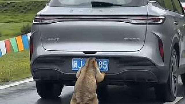 东西不白吃，还帮司机推车