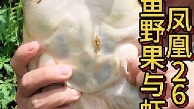 凤凰求生二十六 野果飘香甲鱼肥，油焖大虾味甜美