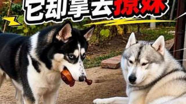 让二哈去给媳妇送鸡腿，结果它拿着鸡腿去撩妹，结局太解气了