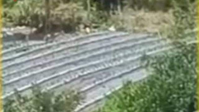 印尼农民种植园遭野象追击，惊险瞬间被拍下