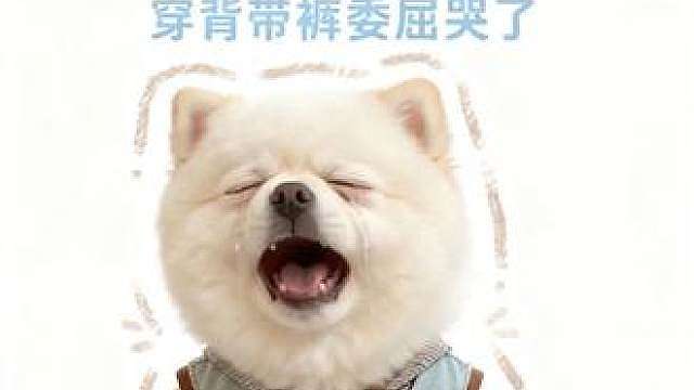 博美委屈到崩溃大哭，这小表情太真实了