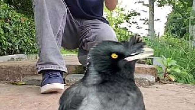 萌宠小可爱