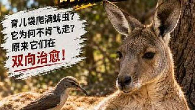 动物的迷惑行为