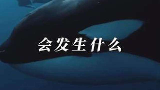 虎鲸看见人的第一反应