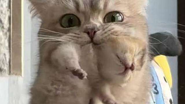 阔腿裤小猫 最近是南风天