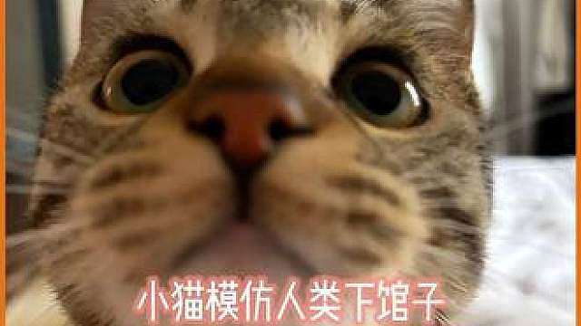 小猫模仿人类下馆子，坐等老板上菜