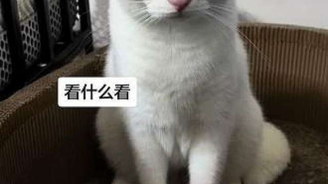 害羞了嘛这是