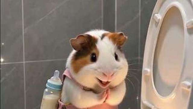 荷兰猪豚鼠