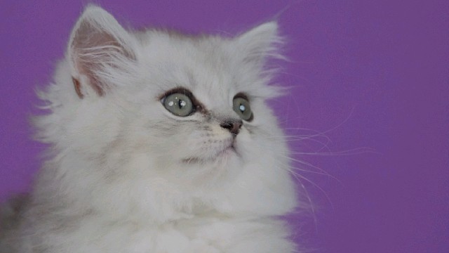 西伯利亚森林猫 银虎斑弟弟 找家长啦！