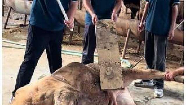 全网三大倒霉的动物，一个比一个离谱