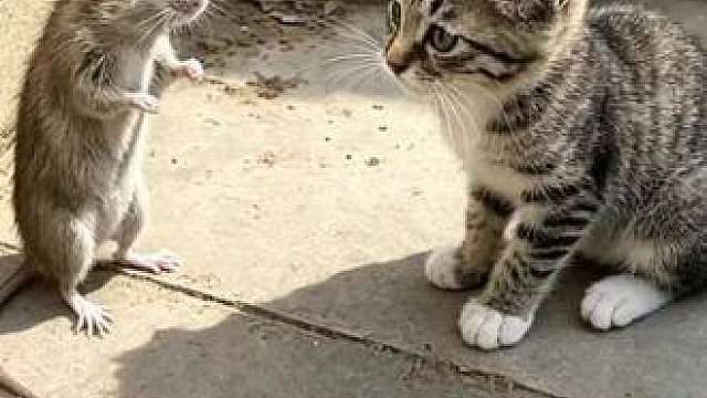 猫和老鼠蝾螈就是天敌 你家的猫咪逮过老树吗？